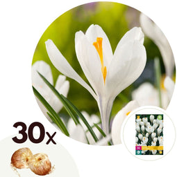 Plant in a Box - Crocus White - Bloembollen x30 - Krokus - Krokussen uit Nederland - Wit - Vroege bloeier