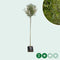 Knotwilg 180 cm stamhoogte | Salix alba KNOT 10-14 cm 180-200 cm| Bomenbezorgd.nl