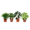 Ficus, Koffieplant, Olifantsoor of Skeletplant, Syngonium Arrow ↨ 25cm - 4 stuks - hoge kwaliteit planten