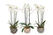 Wave Mix Phal Wit 3T18+ ↨ 60cm - 3 stuks - hoge kwaliteit planten