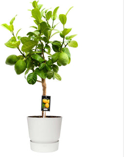Goed & Groen - Citrus Bergamot in ELHO outdoor sierpot Greenville Rond (wit) - ↨ 85cm - Potmaat 22 - Kwaliteit Planten - Kamer Plant - Kamerplanten - Sfeer