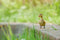 Customize it - Tuinschilderij eendje 70x50cm grs