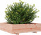 vidaXL - Plantenbak - 90x90x26,5 - cm - massief - douglashout
