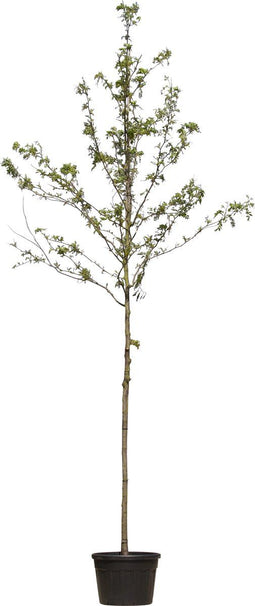 Valse Christusdoorn | Gleditsia triac. 'Inermis' 14-18cm | Bomenbezorgd.nl