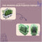 Plants by Frank | 72 witte Lavendelplanten | Vaste planten | Tuinplanten | 72 x Ø7 cm | 15 cm | Lavendelplant winterhard | planten