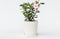 Plant in a Box - Adenium Obesum Pink Star - Roze Woestijnroos - Bloeiende Woestijnroos - Pot 13cm - Hoogte 30-40cm