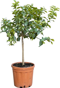 2 stuks! Zure citroen boom Citrus limon h 110 cm st. omtrek 7,5 cm...