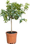 2 stuks! Zure citroen boom Citrus limon h 110 cm st. omtrek 7,5 cm...