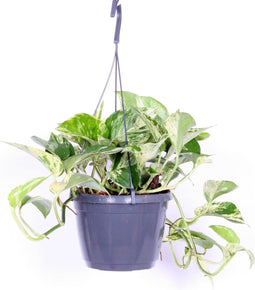 Goed & Groen - Epipremnum pinnatum 'Marble Queen' (hangplant) - Scindapsus - ↨ 45cm - Potmaat 17 - Exclusieve Kwaliteit Planten - Kamer Plant - Kamerplanten - Sfeer - Interieur