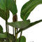 Aquadistri - Ap-echinodorus ozelot rood 5 cm pot