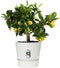 Elho Greenville Rond 25 - Bloempot voor Buiten met Waterreservoir - 100% Gerecycled Plastic - Ø 24.5 x H 23.3 cm - Wit