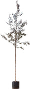 Roodbladige berk | Betula Pendula 'Royal Frost' 6-10 cm | Bomenbezorgd.nl