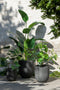 J-Line plant Chinese Vijg Ficus Boom In Pot - kunststof - groen/zwart - large