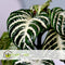 Plant in a Box - Aphelandra Curly White - Zebra plant - set van 4 - Pot 13cm - Hoogte 25-35cm