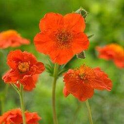 Geum cocc. 'Borisii' | 1 stuk | Bloeiende vaste plant | bloemenpracht in de zomer | 11x11 cm Kwekerspot | Oranje