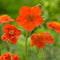 Geum cocc. 'Borisii' | 1 stuk | Bloeiende vaste plant | bloemenpracht in de zomer | 11x11 cm Kwekerspot | Oranje