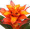 Kamerplant - Guzmania Fiero Orange single