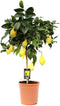 Goed & Groen - Citrus Lemon - ↨ 80cm - Potmaat 22 - Kwaliteit Planten - Kamer Plant - Kamerplanten - Sfeer