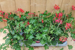 Oostenrijkse Hanggeranium 10 potjes per tray kleur rood