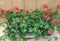 Oostenrijkse Hanggeranium 10 potjes per tray kleur rood