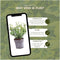 Plants by Frank | 1 strekkende meter gele Kardinaalsmuts heg | 6x Euonymus fortunei 'Emerald Gold' Ø12 cm - 20 cm | winterharde haagplanten | Wintergroene haag | Tuinplanten | Planten