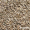 Schaduwgazon Graszaad (5kg, 250m2) - Graszaad Schaduw - Graszaad Snelkiemend - Organifer Elegant - Schaduw Graszaad - NAK Gecertificeerd - Zeer hoge schaduw en droogte tolerantie - Ideaal voor Aanleg & Herstel in Schaduw