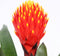 Kamerplant - Guzmania Tala single