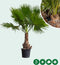 Mexicaanse Waaierpalm Wasthingtonia Robusta - 60-70 cm Stamhoogte