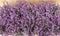 Heide Erica roze 10 potjes in Tray kleur roze