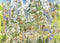 Puz Himalayan Habitat - Puzzel 1000 stukjes - Funky Zoo - 50 x 70 cm