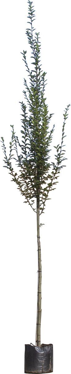 Zuil haagbeuk | Carpinus betulus 'Fastigiata' 14-18 cm 200-240 cm| Bomenbezorgd.nl