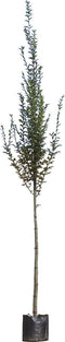 Zuil haagbeuk | Carpinus betulus 'Fastigiata' 14-18 cm 200-240 cm| Bomenbezorgd.nl