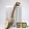Wanddecoratie Struisvogel - Goud - Realistisch - Trend
