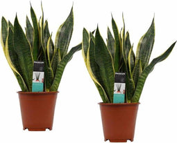 Decorum Duo Sansevieria Superba