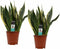 Decorum Duo Sansevieria Superba