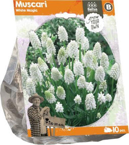 Muscari White Magic (Sp) per 10