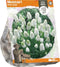Muscari White Magic (Sp) per 10