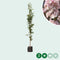 Japanse zuil sierkers - Prunus serr. ‘Amanogawa' 200 - 300 cm totaalhoogte (6 - 10 cm stamomtrek)