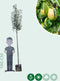 Grote perenboom Gieser Wildeman | Pyrus c. Gieser Wildeman 10-14 cm | Bomenbezorgd.nl