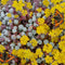 Vetkruid (Sedum spath.) 'Cape Blanco' | 1 stuk | groenblijvende vaste plant | wintergroen | Rotsplant | plant voor rotstuin | alpine plant | 11x11 cm Kwekerspot | winterhard | Geel