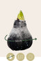 Plant in a Box - Amaryllis - Hippeastrum 'Wax Snow Black' - Bloembol - Rode bloemen