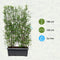 Hedge to Go - Spiraea vanhouttei Haag