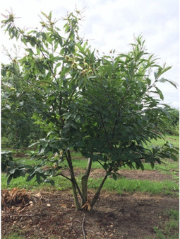 Tamme kastanje meerstammig | Castanea sativa | Bomenbezorgd.nl