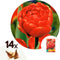 Plant in a Box - Tulipa Icoon - Bloem bollen x14 - Tulp - Rood - Tulpen uit Holland
