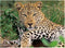 Ravensburger Luipaard - Puzzel 100 stukjes - Multicolour