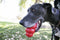 KONG Classic - Snackbal Hondenspeelgoed - Kauwinstinct - Rood - Maat L