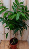 Kamerplant Castanospermum