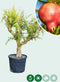 Granaatappelboom Punica granatum h 155 cm st. omtrek 35 cm
