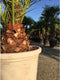 Dadelpalm 200 cm | Phoenix canariensis 20-30 cm| Bomenbezorgd.nl