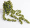Mica Decorations Senecio Kunst Hangplant - H56 x Ø9 cm - Groen